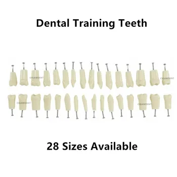 200 шт. Стоматологическая модель для изучения зубов Typodont, индивидуальная замена зубов, обучающий инструмент для обучения пломбированию смолой