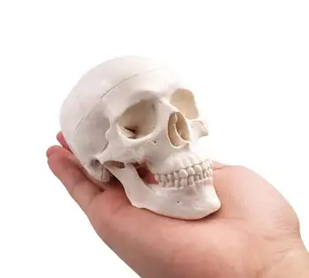 Маленький пластический художественный череп Анатомическая форма человека, голова, эскизы, модель, обучающий инструмент для рисования, который вы выбираете Количество