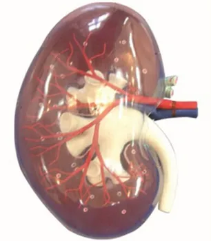 почка распределение почечной артерии и модель коронарного сечения Прозрачная модель анатомии почки